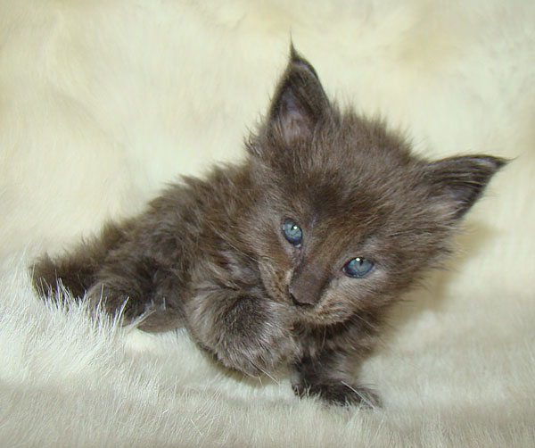    Catsvill County!   !    !       !!!    Catsvill County +7-926-544-74-09     .   ,   ,   ,    ,   ,  ,     ,   -,    ,   !